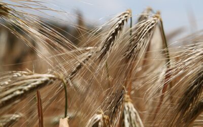 Gluten and Glyphosate: Everything You Need to Know